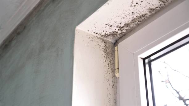 Best Post-Construction Mold Inspection  in Miami Springs, FL