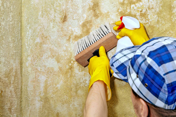 Best Crawl Space Mold Remediation  in Miami Springs, FL