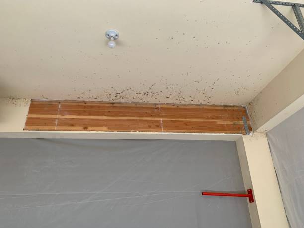 Best Industrial Mold Remediation  in Miami Springs, FL